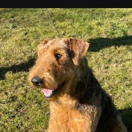 Tia - Airedale Terrier