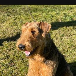 Tia - Airedale Terrier