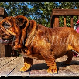 Gizmo - Bulldog