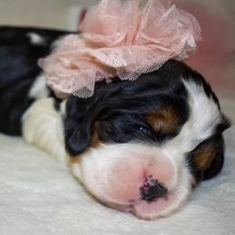 English Springer Spaniels from Muddy River Springers