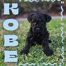 Kobe - Black male Miniature Schnauzer puppy in Vista, California from Olympus Schnauzers