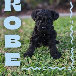 Kobe - Black male Miniature Schnauzer puppy in Vista, California from Olympus Schnauzers