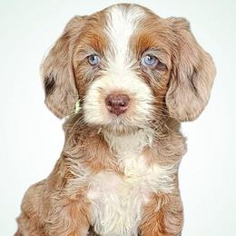Gloria - Merle female Bernedoodle puppy in Glenford, Ohio from Mi-De Doodles