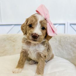 Mint collar - Red  female Goldendoodle puppy in Newcastle, Oklahoma from Ritzy Creek Doodles