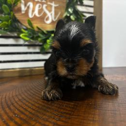 Boy 1 - Black and tan male Yorkshire Terrier puppy in Cornelia, Georgia from Kruz Kennels