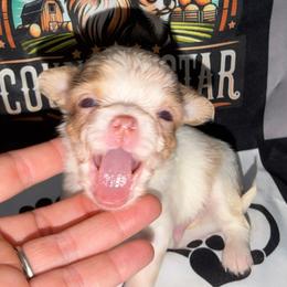 Crew - Merle male Chihuahua puppy in Palmyra, Indiana from Country Star Chihuahuas