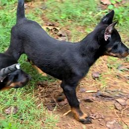 Baylee - Black and tan female Beauceron puppy in Vale, North Carolina from Von Katzenstein Kennel
