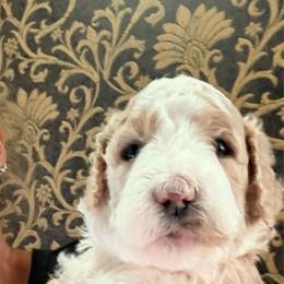 JACKIE - Parti female Springerdoodle puppy in Murrells Inlet, South Carolina from SpringerDoodles at the Beach