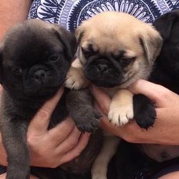 Pugs from Butler Pugs and Frenchies