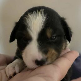 Australian Shepherds from H-F Farms