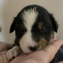 Australian Shepherds from H-F Farms