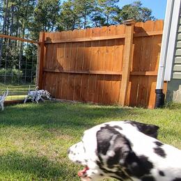 Dalmatian Puppies from Crescent Hill Dalmatians
