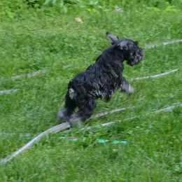 Miniature Schnauzer Puppies from Sumerwynd Miniature Schnauzers
