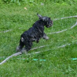 Miniature Schnauzer Puppies from Sumerwynd Miniature Schnauzers