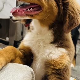German Shepherd and Miniature American Shepherd Puppies from Bouchard’s Best Shepherds