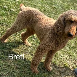 BRETT - Poodle