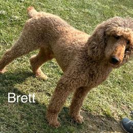 BRETT - Poodle