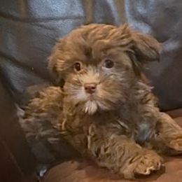 Cocoa - Chocolate female Havanese puppy in Lancaster, South Carolina from 3 Bs Havanese-PUPPIES with  PURPOSE