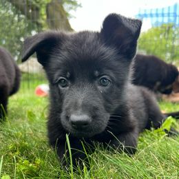 Daffy - Black female German Shepherd puppy in New Holstein, Wisconsin from Bolwerk’s 3B Acres