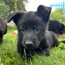 Daffy - Black female German Shepherd puppy in New Holstein, Wisconsin from Bolwerk’s 3B Acres