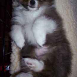 "Fern" Shetland Sheepdog Puppies from Acres Flats Shelties