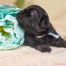 Rosie's light blue collar - Gray sable male Pekingese puppy in Conroe, Texas from SFLK