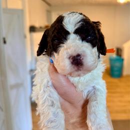 Orange Blossom (orange collar) - Brown male Lagotto Romagnolo puppy in Ashland, Ohio from SS Australian Shepherds