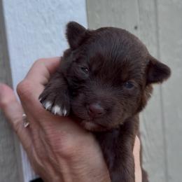 Jetti - Chocolate female Pomsky puppy in Spring Hill, Florida from PDQ Pomskies