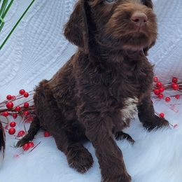 Labradoodle Puppies from 101 Labradoodles