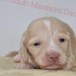 Cream girl - Cream female Dachshund puppy in Seminary, Mississippi from Down South Mavericks Dachshunds