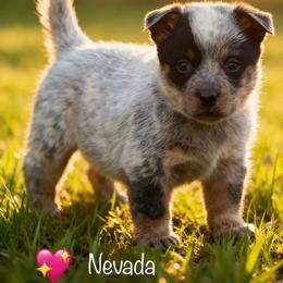 Nevada 3800 - Blue speckled female Australian Cattle Dog puppy in Kalispell, Montana from BTR Australian Cattle Dogs