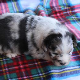 Utah - Blue merle male Australian Shepherd puppy in Kansas, Oklahoma from Windy G Farm