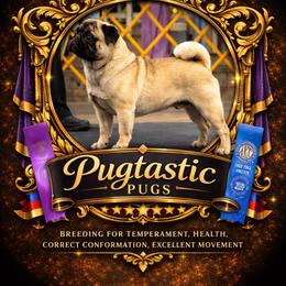 Woodrow - Pug