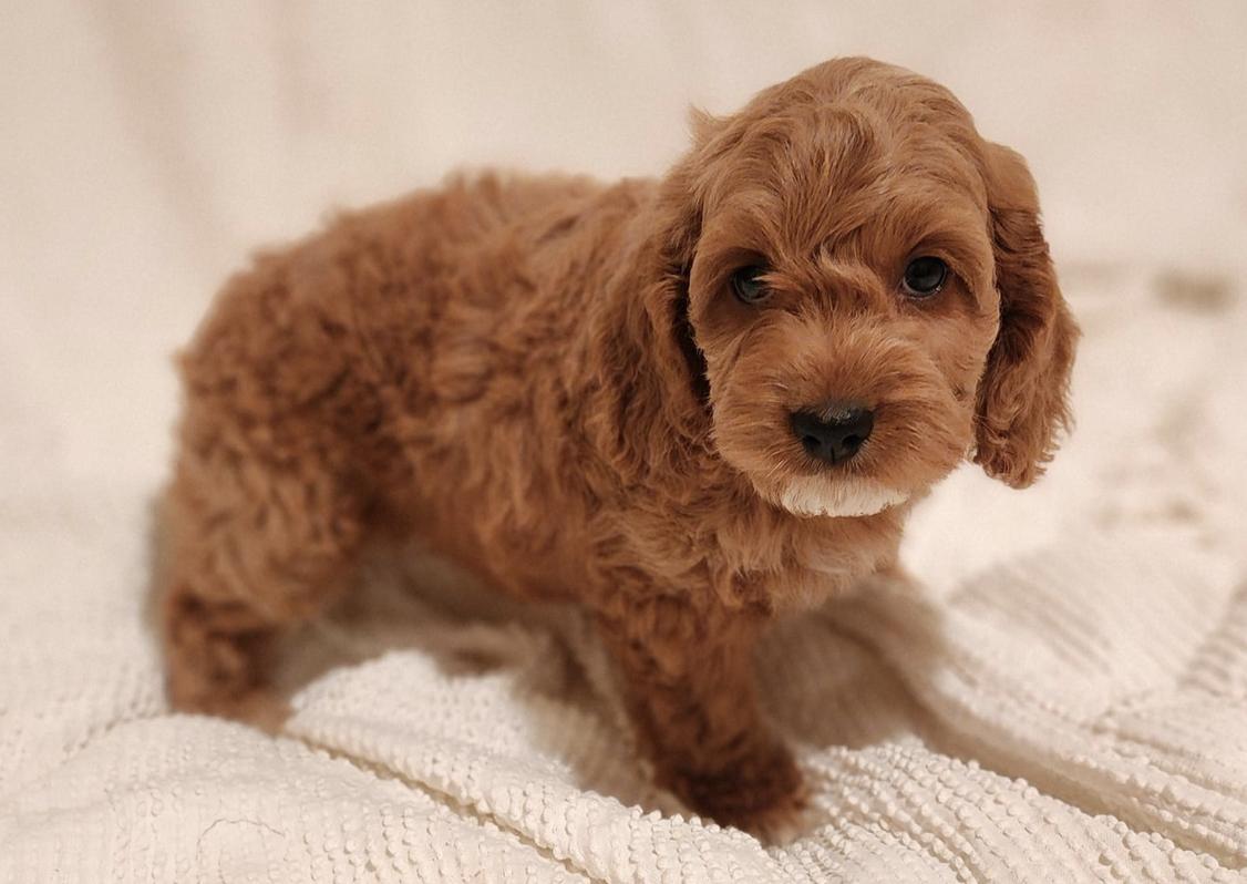 Warren Farm Cockapoos in Alabama | Cockapoo puppies | Good Dog