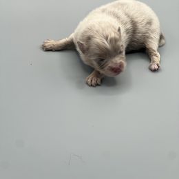 Boy 2 - Chocolate merle male Pomeranian puppy in Brentwood, California from Royalpawpoms