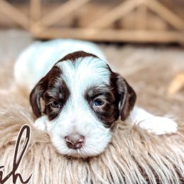 Elijah - Chocolate male Australian Labradoodle puppy in Decatur, Alabama from Southern Meadows Doodles
