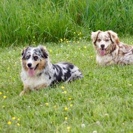 Australian Shepherds from C&J Australian Shepherds