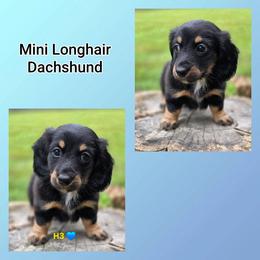 H3 - Black and cream male Dachshund puppy in Jacksonville, Texas from ArmnalegRanch LLC