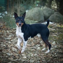 Rat Terrier All Grown Up from Walnut Acre Decker and ODT