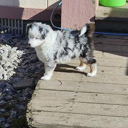 Mastiff and Toy Australian Shepherd Puppies from Mountain Mama Mastiffs and Tailspin Toy Aussies