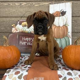 Boxer Puppies from The Holistic Boxer