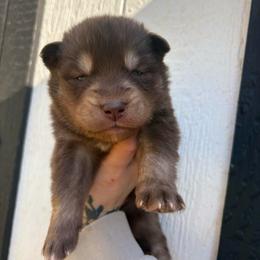 Green - Red and white male Siberian Husky puppy in Jonesborough, Tennessee from Dry Creek Siberians