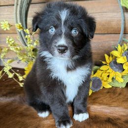 George - Red & white male Australian Shepherd puppy in Mc Alpin, Florida from RussKris Farms Aussies