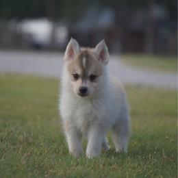 Mike - Silver male Pomsky puppy in Krum, Texas from Paw-Some Pomskies