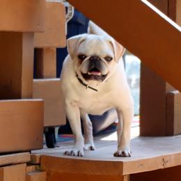 Ivy - Cream female Pug puppy in Winnsboro, Texas from Southern pugs