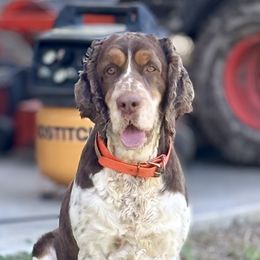 Judge - English Springer Spaniel