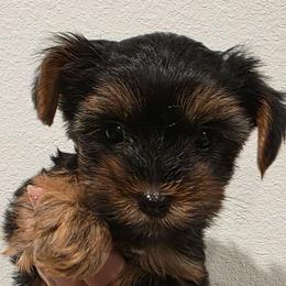 Hero - Black and tan male Yorkshire Terrier puppy in Haines City, Florida from MF_Yorkies