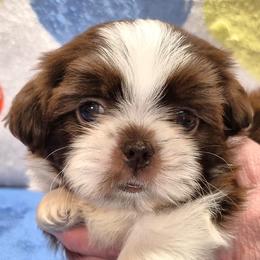JETHRO - Liver and white male Shih Tzu puppy in Candler, North Carolina from Pup-Tzu WNC