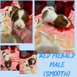 Red pie - Red male Dachshund puppy in Lakeland, Florida from Berry Dachshunds