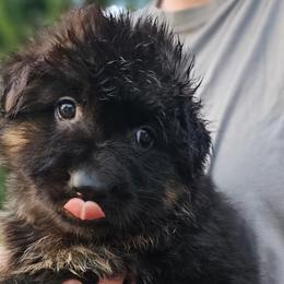 Bruce - Black and red German Shepherd puppy in Columbus, Indiana from Stony Lonesome GSD
